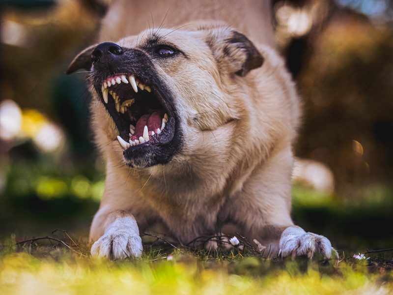 Dog Bites